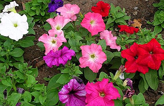 How to multiply petunia: seeds, cuttings