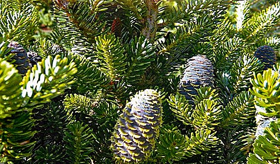 How to propagate fir, exploring ways