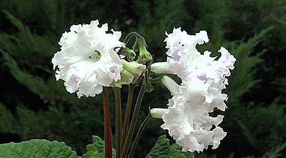 How to propagate streptokarpus by dividing the bush or grafting