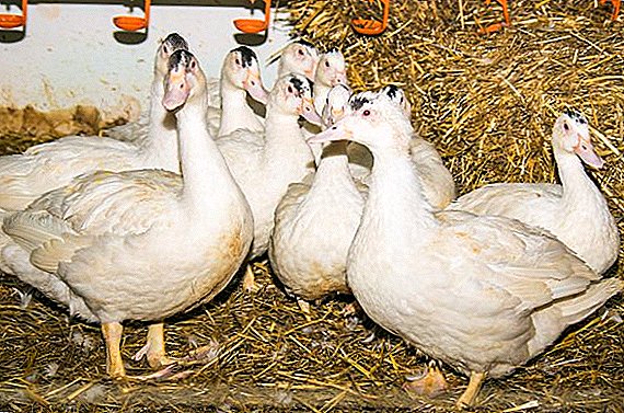 Wie man Broiler-Enten zu Hause züchtet