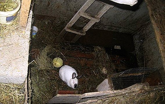 Comment élever des lapins dans la fosse