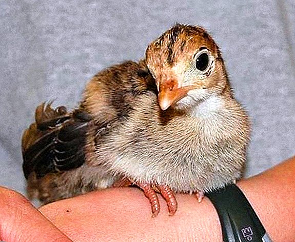 How to breed "Furazolidone" for poults: instruction