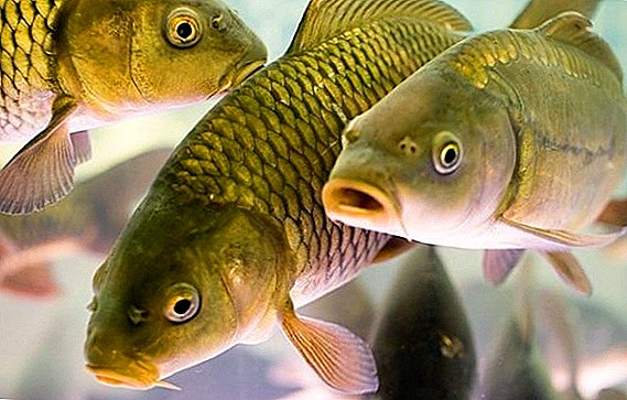 How to breed carp at home
