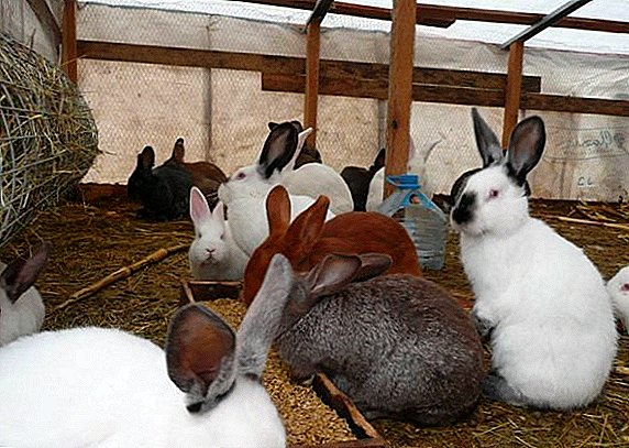 How to breed rabbits in the country