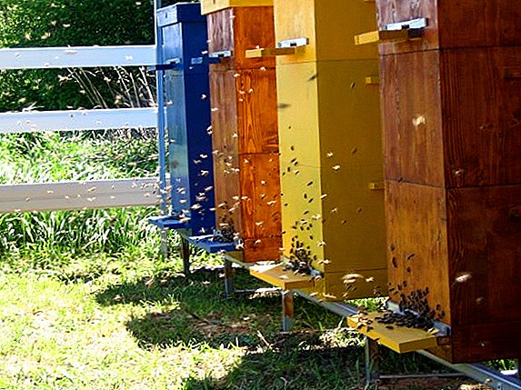 Cómo criar abejas en colmenas multicase