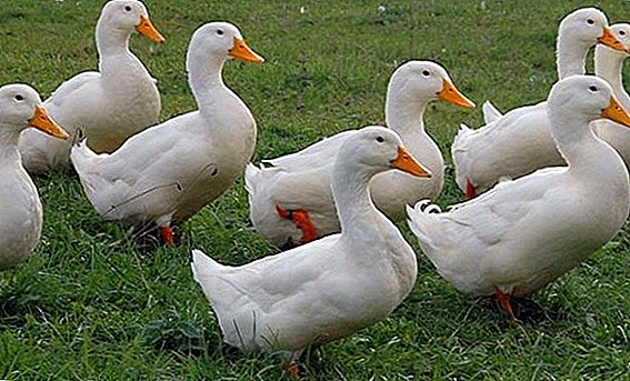 How to breed Peking ducks at home