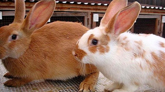 Cum se reproduc "Solikoks" pentru iepuri