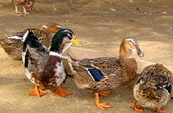 How to breed ducks at home: practical recommendations