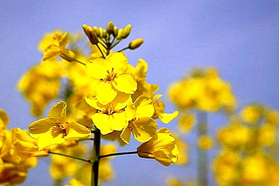 How to plant and grow canola as a siderata