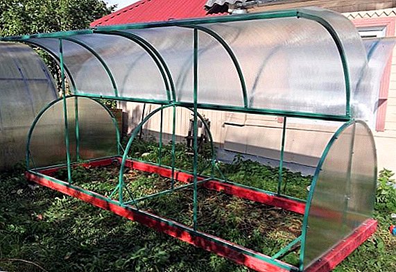 How to make a greenhouse butterfly