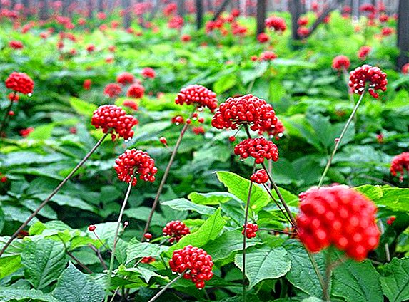 How to independently grow ginseng in the country?
