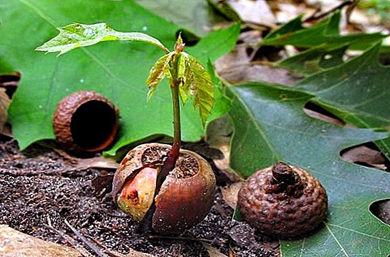 How to plant acorns: growing oak fruit near the house