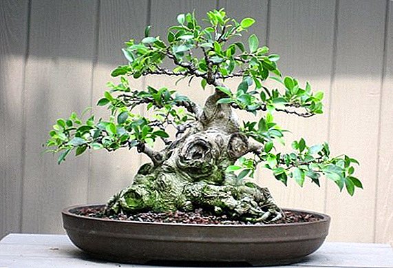 Cara membuat bonsai dari ficus rumah