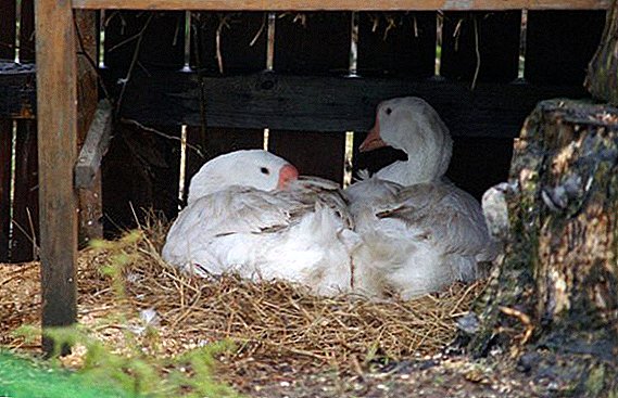 How to make a nest for geese do it yourself