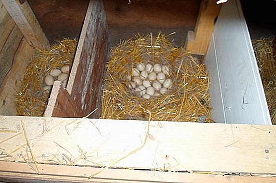 Hoe maak je een nest voor zelfgemaakte diy