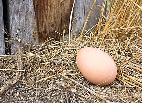 Kako narediti gnezdo za piščance z jajcem s svojimi rokami: korak za korakom