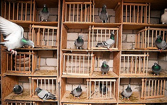 How to make nests for pigeons in dovecote
