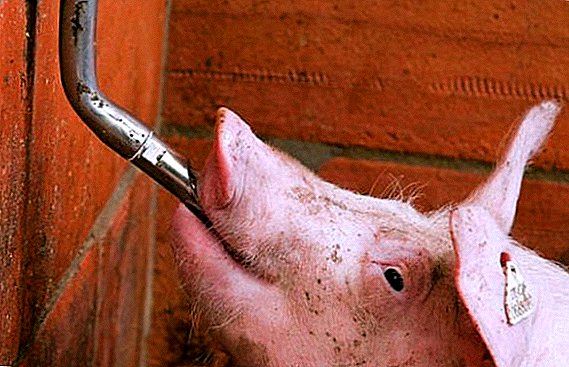 Как да направите и инсталирате свои собствени поилки за свине