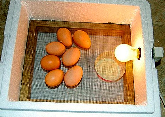 Wie man mit eigenen Händen einen Brutkasten für Eier herstellt