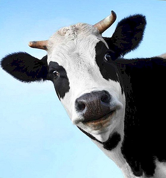 Come fare un taglio cesareo a una mucca