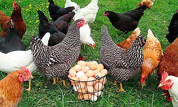 Hogyan készítsünk takarmányt tojótyúkokhoz otthon: a baromfi táplálkozásának tanulmányozása