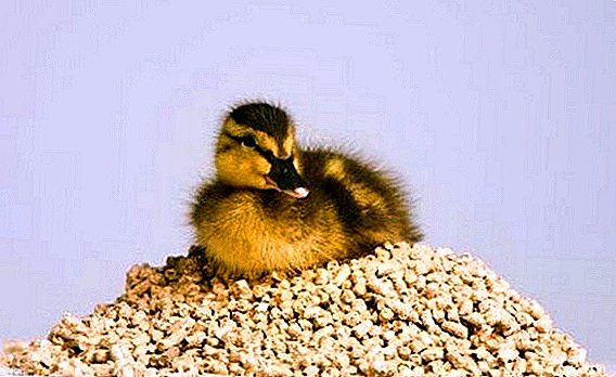 How to make food for ducklings and how to feed from the first days of life