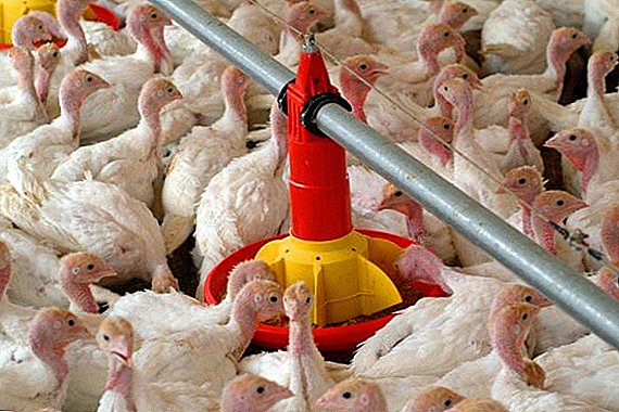 Bagaimana untuk membuat pengumpar ayam belanda di rumah: langkah demi langkah arahan