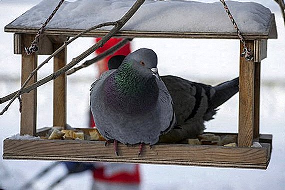 How to make a pigeon feeder