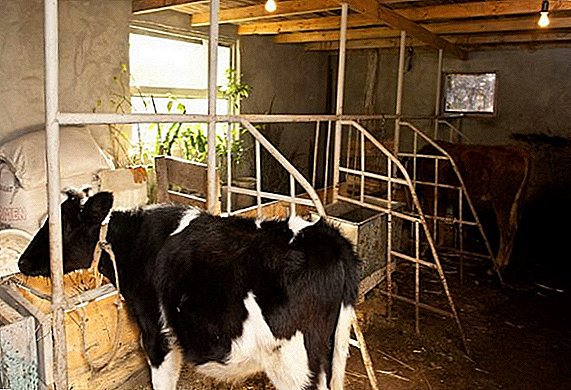 How to make a cow feeder for yourself