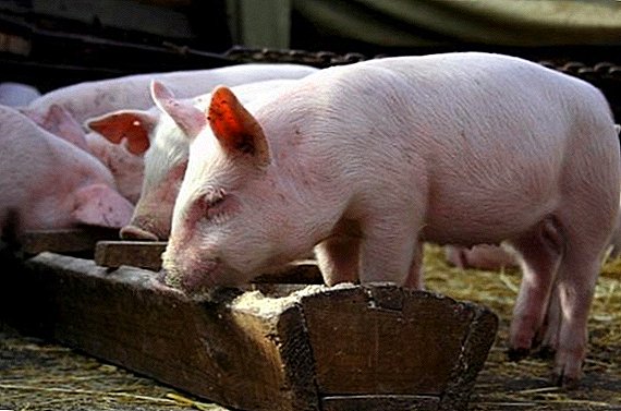 كيفية جعل المغذية للخنازير بأيديهم