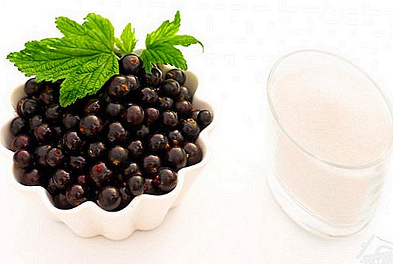 How to make currant ground with sugar for winter
