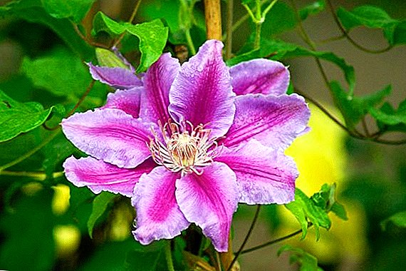 How to make a support for clematis do it yourself