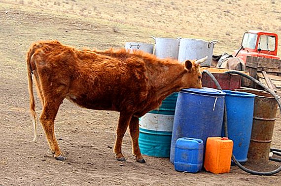 Cara membuat peminum untuk sapi dengan tangan mereka sendiri