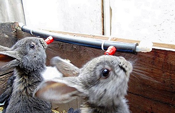 Hoe maak je drinkbakken voor konijnen met je eigen handen