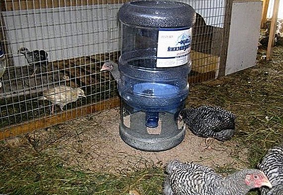 How to make a drinker for chickens from a bottle of their own hands