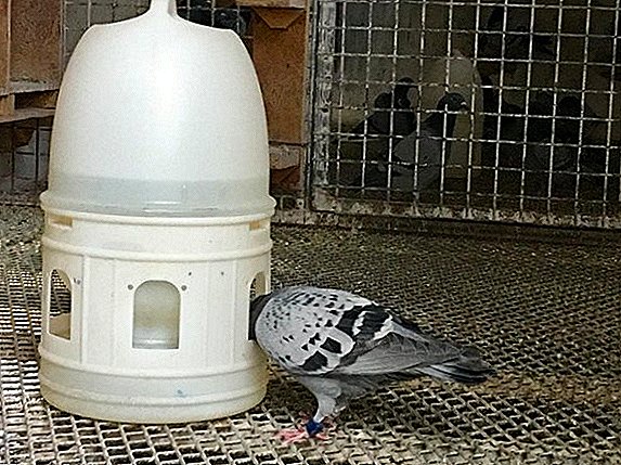 How to make a drinker for pigeons do it yourself