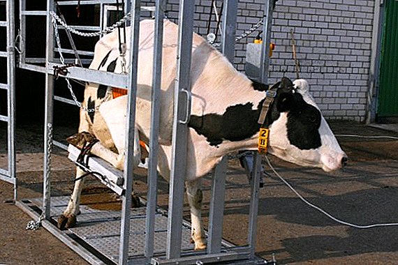 Kako narediti razcep za obrezovanje kopitov goveda z lastnimi rokami