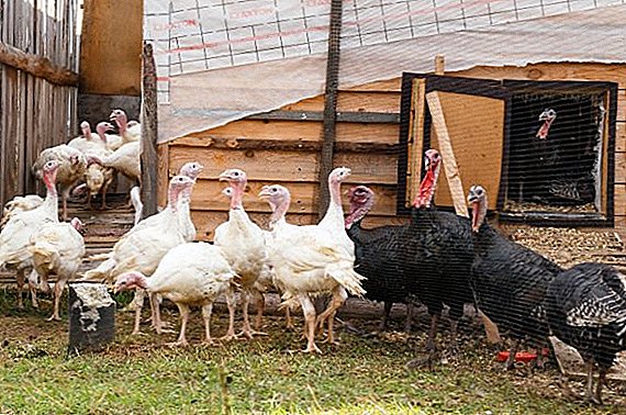 How to make a barn for turkeys with their own hands