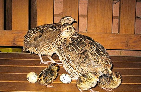 How to make a barn for quails with your own hands