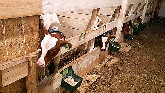 How to make a stall for a cow