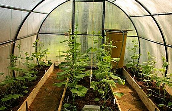 Jak udělat teplou zahradní postel ve skleníku: poznávání cest
