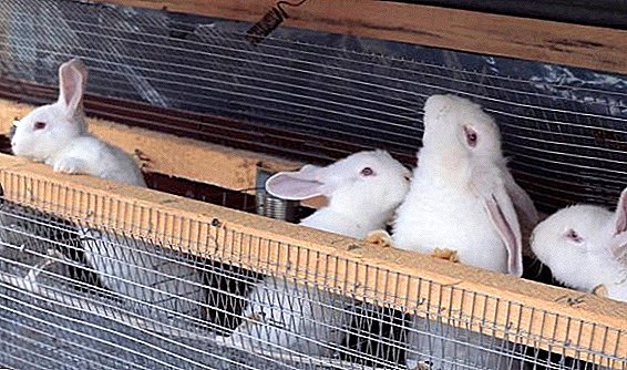 Hoe ventilatie in de konijnen met je eigen handen te maken