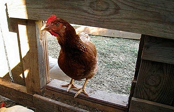 How to make ventilation in the hen house