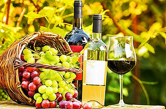 Comment faire du vin à partir de raisins: les secrets de la vinification à domicile