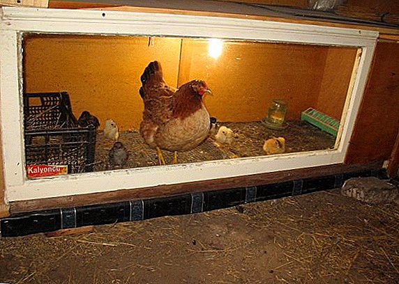 Hur man gör en låda för kycklingar med egna händer och vad ska vara kull