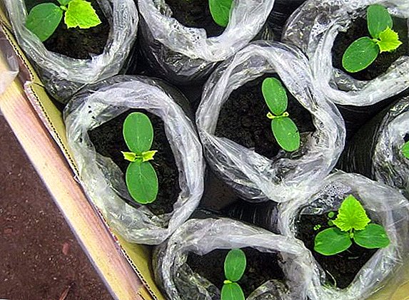 How to save space and soil when planting seedlings?