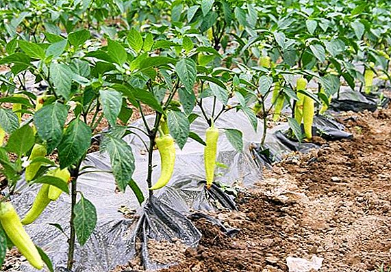 ¿Cómo crear arbustos de pimiento en invernadero y campo abierto?
