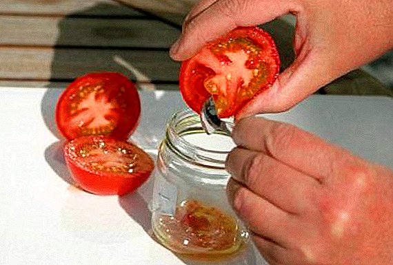 自分で植えるためのトマトの種を集める方法