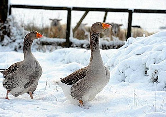 How to keep geese in the winter at home
