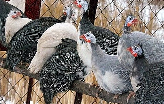 How to keep and feed guinea fowls in winter